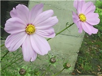 4e817186-Picture 010.jpg